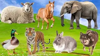 Bustling Animal World Sounds Around Us - Tiger, Cat, Dolphin, Chicken, Camel, Rabbit - Animal Sounds