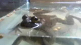 frogzilla massacre hd