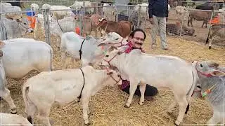 Visitors Love Nadipathy Cattle | World's Shortest 1-2 Feet Short Cows  #farming #pet #cow