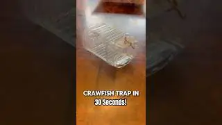How To Make A Crawfish Trap In 30 Seconds - #crawfish #crayfish #nature #howto #fyp
