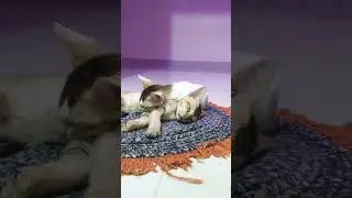 &ldquo;Adorable Kittens Cuddling While Sleeping 😻 | Cute Cat Video&rdquo;  #CuteKittens #SleepingKittens