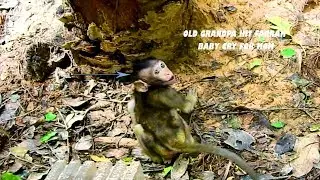Pity Baby Monkey Farrah Cry For Mom Because Old GrandPa Hit While Playing WIth Baby Lizza, SO Scared
