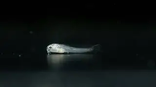 CORYDORAS LORETOENSIS