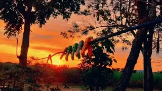 AESTHETIC | VIDEO | MENYAMBUT | PAGI | YANG | CERAH