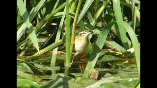 Doxey Marshes - Sedge Warbler and Heron