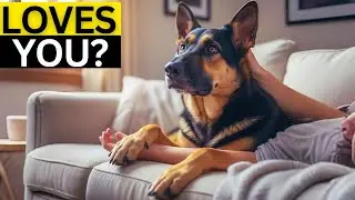 How To Tell If Your German Shepherd Loves You