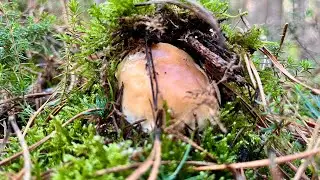 BOLETUS EDULIS en Burgos, a 2 de Noviembre 2024
