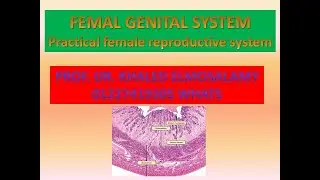 Practical Reproductive male& female systems histology