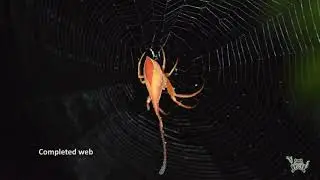 poltys spider