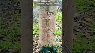 ​A Tree's has Secret Water Source.