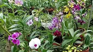 Live Promo Anggrek Dendrobium 085692782921