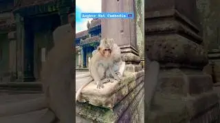So cute Monkey at Angkor Wat Cambodia 🇰🇭 #shortsfeed #travel #angkorwat #cambodia