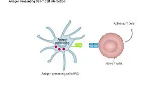 Antigen presenting cell - T cell interaction