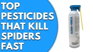 3 Top Pesticides That Kill Spiders Fast: Effective Spider Control