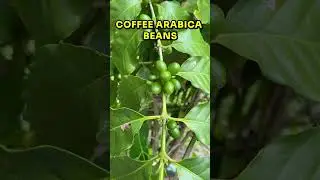 COFFEE arabica tree with green beans #coffeeplant #arabicacoffee #tropicalfruittrees