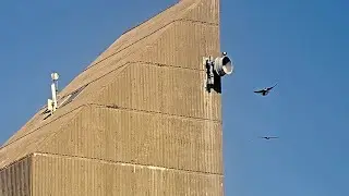 FalconCam Project - Girri chases parents