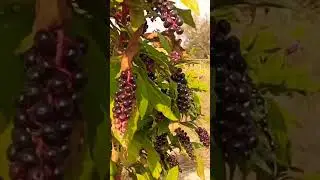 Phytolacca americana Винобой #invasivespecies #herbs