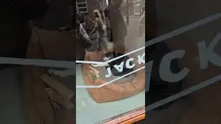 Мастерская голландского художника и её милый житель. Город Харлем, Нидерланды. #haarlem #netherlands