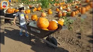 [Fun Activity] Sanrio Pumpkin Patch@Tanaka Farms [出遊] 三麗鷗x田中農場南瓜趣