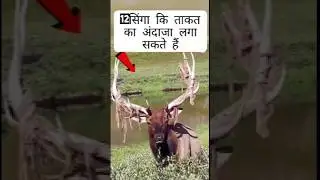 12 सिंगा कि ताकत ✅ || #shorts #motivation #animals #virals