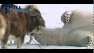 Polar Bears   Eskimo Dogs Become Friends