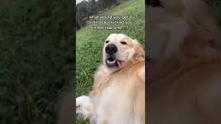 Chili&rsquo;s joke of the day #goldenretriever #funnydogs