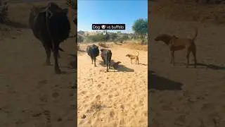 2dog#2Buffalo#Doglife