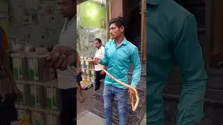 Snakes 🐍 rescue Colour full snake 🐍...