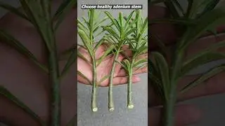 How to grow adenium from cuttings | easy way to grow desert rose #adenium #gardening