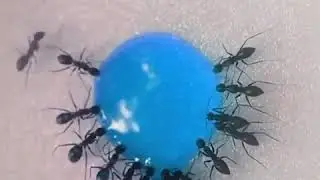 Ants drinking liquid candy