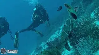 Graceful Ocean Wanderer: Sea Turtle in the Wild