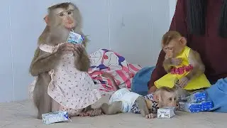 Adorable Luka's Family Enjoying Milk Routine