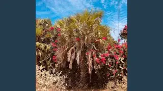Baum Original (Remastered)
