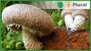 Fungicultura: Cultivo de Cogumelos em Blocos | SUBPROJETO CONEXÃO BANANAL | CONEXÃO MATA ATLÂNTICA