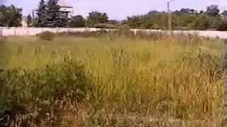 SwKD - Złota Pińczowska