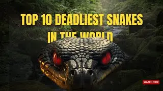 Top 10 Deadliest Snakes In The World 
