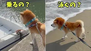 何でもチャレンジしたい陽気な柴犬のワクワクが止まらない(笑)