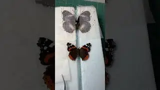 Unpinning the Red Admiral Butterfly  #entomology #insects #butterfly #naturalwonders