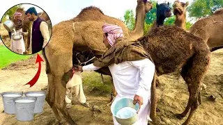 Fresh Camel Milking | Freshest Camel Milk benefits 