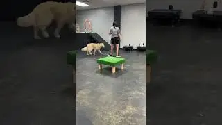 Barnabas impulse training