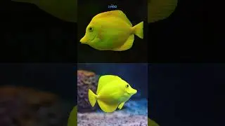 Pokolce ż&oacute;łte &ndash; kultowa ryba rafowa 🌊💛| TANKED IND | @tanked_ind