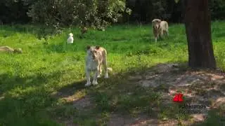 In volo sui leoni bianchi...