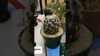 #cacti Id: Coryphantha reduncispina cactus
