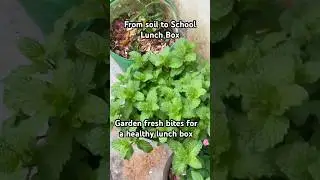 New Garden Setup | Healthy Lunch Box Recipes | Home Garden to Lunch Box