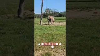 Majestic Elephant!😍 #SunnySafari #MajesticElephant #shorts