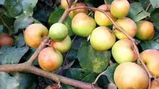 Samira nursery | all fruit plant variety nursery || Apple Ber plant Miss India || fruit nursery