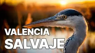 Albufera: Naturaleza en Resistencia | ¿El fin de un paraíso?