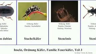Insekt, Ordnung K&auml;fer, Familie Feuerk&auml;fer, Teil 3 trachypachus insect dispar virescens dubius Trox