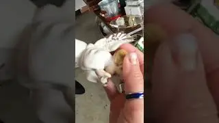У него просто орлиный глаз!