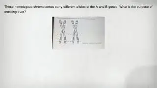 These homologous chromosomes carry different alleles of the A and B genes. What is the purpose of cr